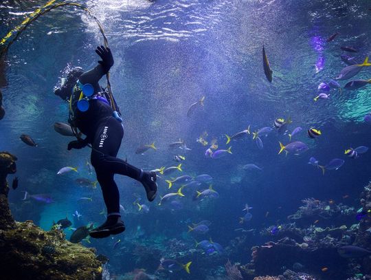 Jak przygotować się do wyjazdu na nurkowanie?