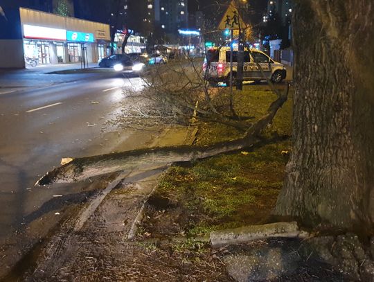 "Jechali do złamanego konaru na sygnałach" - włocławianin uważa, że straż pożarna nadużyła przywileju