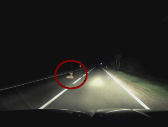Ranny jelonek leżał na środku drogi, nie uciekał przed pojazdami. Potem zniknął