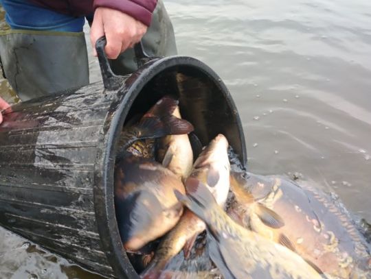 Wielka akcja zarybiania! Jesiotry i pstrągi tęczowe znów w jeziorach Łuba i Skoki, ale nie tylko te ryby trafiły do akwenów