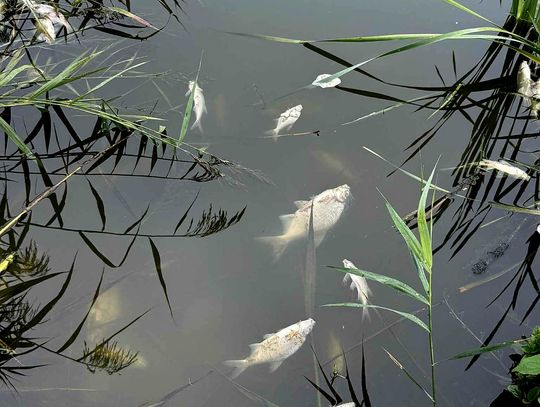 Jezioro pełne martwych ryb - Inspektorzy WIOŚ już na miejscu