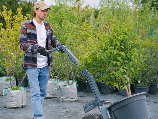 Jutro w Nadleśnictwie można otrzymać darmowe sadzonki. Zbliża się akcja #sadziMy