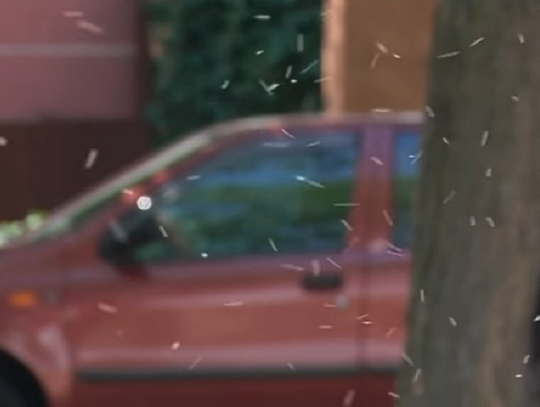 Jutro zaczynają coroczną walkę z meszkami. Gdzie będą pryskać?