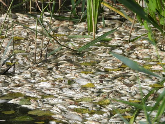 Katastrofa ekologiczna na jeziorze w Lubieniu Kujawskim! Burmistrz nie wytyczył strefy zagrożenia!!!