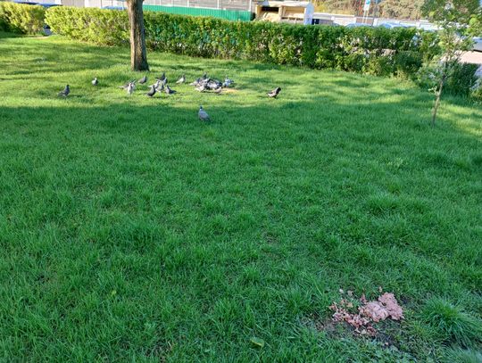 Kolejne odpadki na trawniku. Mieszkaniec zbulwersowany