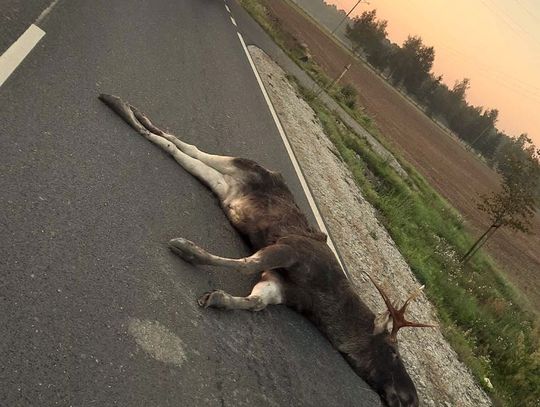 Kolejne potrącenie łosia w regionie. Kierowca jak i pasażer w szpitalu