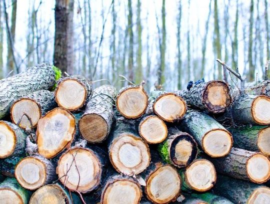 Kolejne przypadki kradzieży drewna. Wzmożone patrole Straży Leśnej
