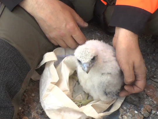 Kolejny sokół wykluł się na jednym z kominów Anwilu. To już 42 sokół, który przyszedł na świat na terenie zakładów azotowych
