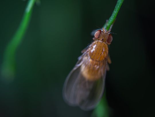 Komunikat UM: 8 czerwca kolejny zabieg na meszki