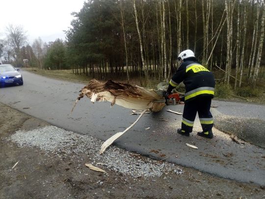 Konar drzewa spadł na ciężarówkę. Co robić w takich sytuacjach?