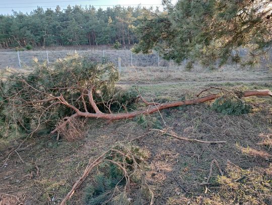 Konar kością niezgody na osiedlu Zazamcze