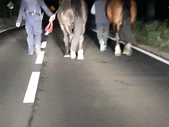 Konie biegały po drodze wojewódzkiej. Interweniowała policja 