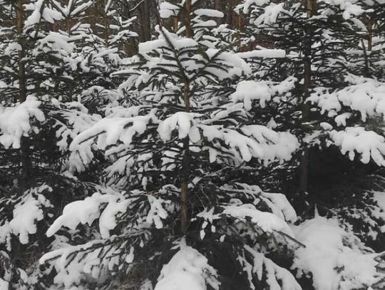 Konkurs! Do wygrania drzewka świąteczne