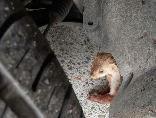 Kuny coraz śmielej wchodzą do miasta. Dlaczego pojawiają się na osiedlach Włocławka?