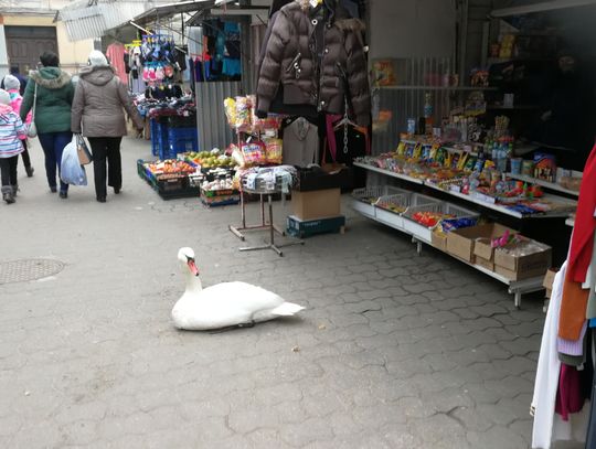 Łabędź na miejskim targowisku