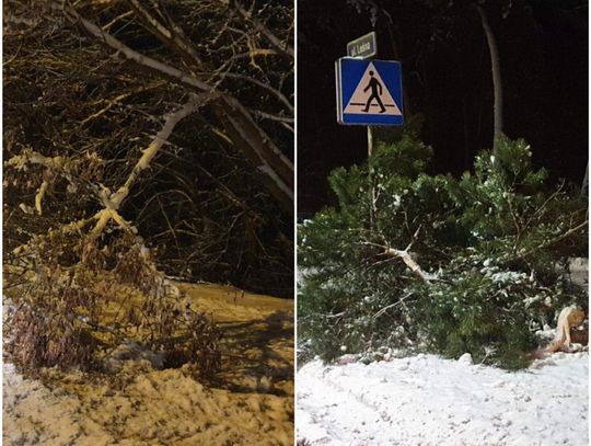 Leśnicy ostrzegają: Uwaga na okiść śnieżną!