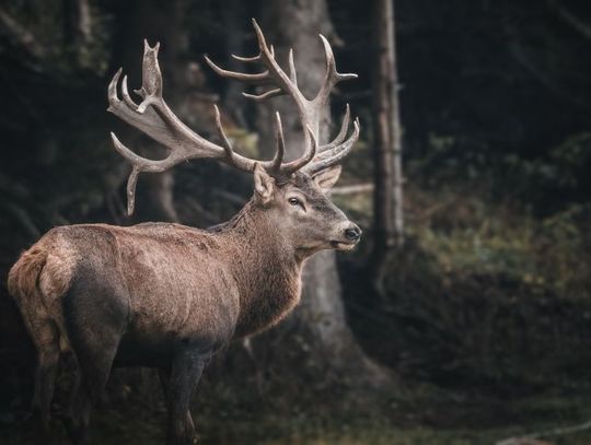Leśniczy ostrzega kierowców. Powodem dzika zwierzyna