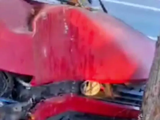 Łoś wybiegł na drogę. Kierowca busa uderzył w drzewo na DK91 [Wideo]
