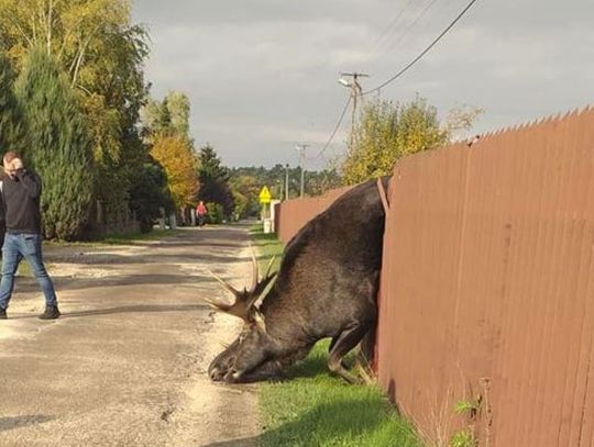 Łoś zawisł na ogrodzeniu prywatnej posesji. Zwierzę nie przeżyło