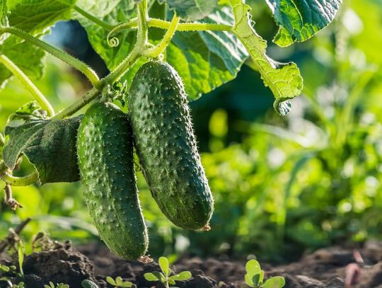 Mączka bazaltowa w praktyce – jak, kiedy i po co stosować w ogrodzie i na polu?