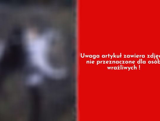 Makabryczne znalezisko w Wieńcu Zalesie. Martwe koty mogły zostać otrute