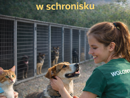Masz 16 lat? Schronisko szuka wolontariuszy. Możesz pomóc zwierzętom z Włocławka
