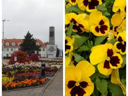 Miasto rozda bratki z miejskich klombów