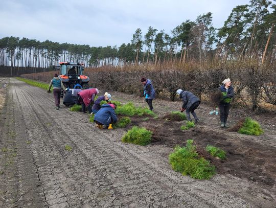 Włocławskie lasy rosną w siłę. Milionowe nasadzenia już trwają [wideo]