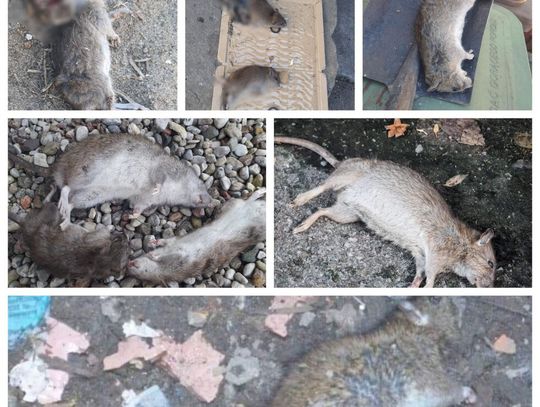 Minął prawie miesiąc, a mieszkańcy nadal mają problem z plagą szczurów. Czy Urząd Miasta podjął jakieś działania?