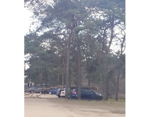 Mogło dojść do tragedii. Silny wiatr odłamał konar, który uderzył w samochód