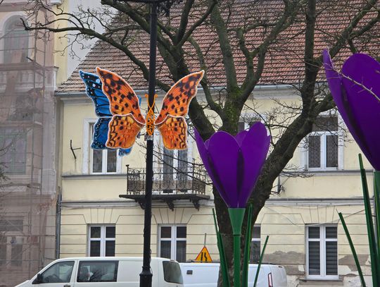 Motyle dołączyły do ozdób świątecznych we Włocławku