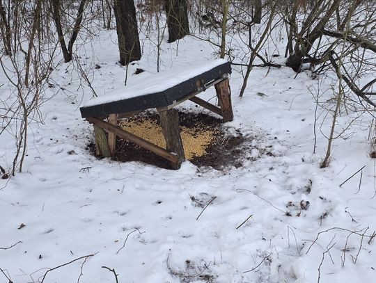 Mróz w lesie selekcjonuje zwierzynę, ale to nie on jest głównym problemem. Pomagają koła łowieckie