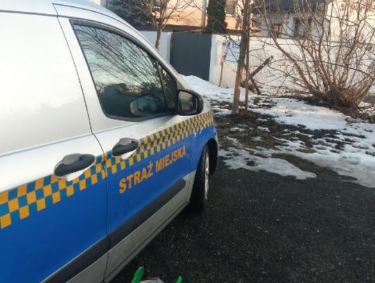 Municypalni udaremnili próbę kradzieży czekolad wartości blisko 500 zł