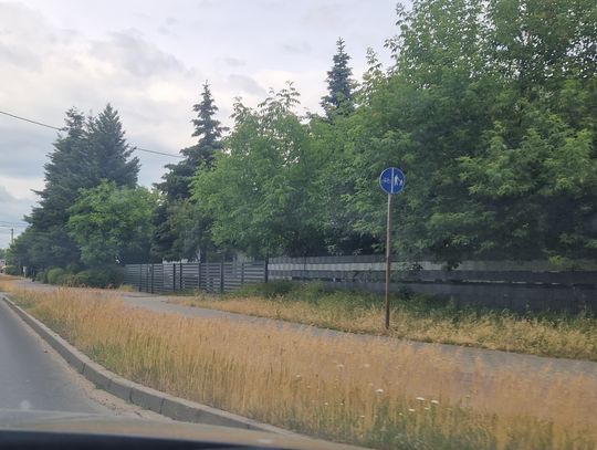 MZIDiT odpowiada dlaczego miasto jest "zarośnięte" i zapowiada wielkie porządki