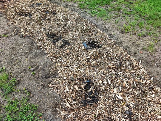 MZZiUK posadził 200 róż przy ul. Planty. 40 zostało skradzionych