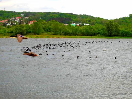 Na Zalewie Włocławskim żyje kilka tysięcy kormoranów. Zjadają około 200 ton ryb rocznie