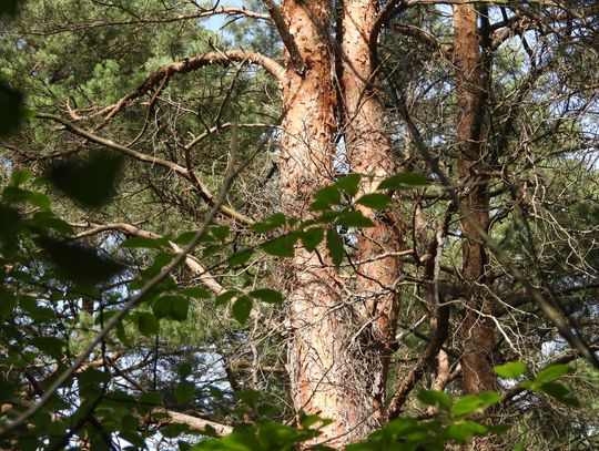 Nadleśnictwo odwołuje zakaz wstępu do lasu. Opryski zostały wykonane