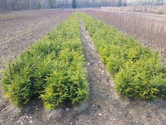 Nadleśnictwo posadzi w tym roku 300 hektarów lasu