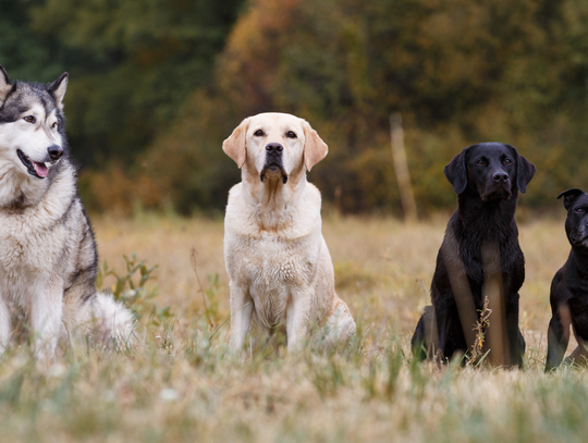 Najlepsze rasy psów dla dzieci i rodzin z dziećmi
