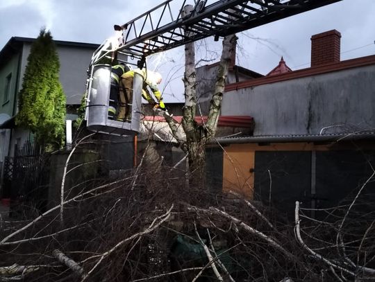 Nie ucierpiały parki ani cmentarz we Włocławku. Strażacy interweniowali po przejściu Nadii 73 razy