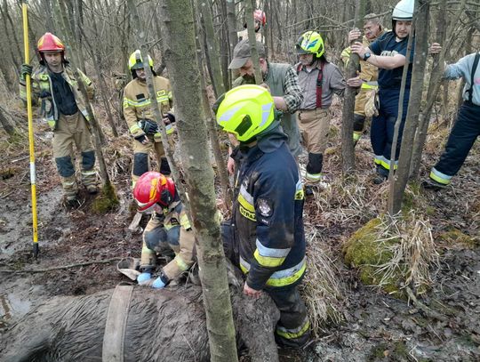 Nie udało się uratować łosia wyciągniętego z bagna w Goreniu Dużym