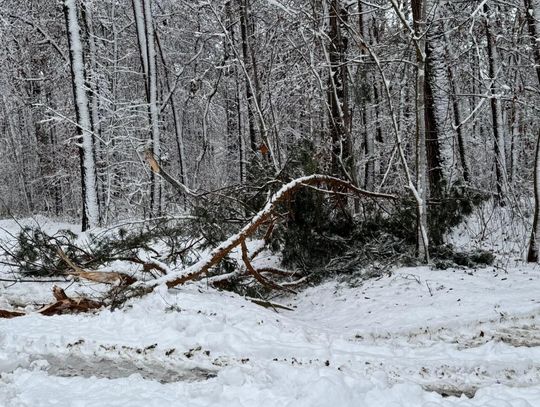 Niebezpiecznie w lasach. Okiść łamie drzewa i zagraża ludziom