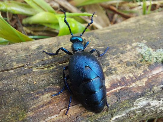 Niebezpieczny chrząszcz żyje w naszych lasach