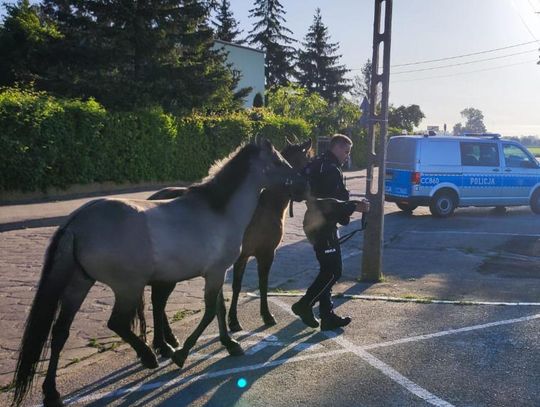 Nietypowa interwencja Policji. Konie wróciły do zagrody