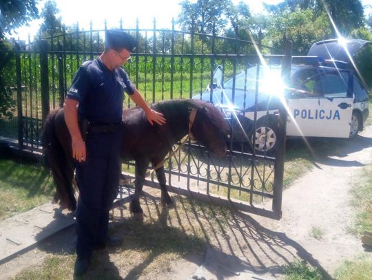 Nietypowa interwencja policji. Po DK62 biegał kucyk