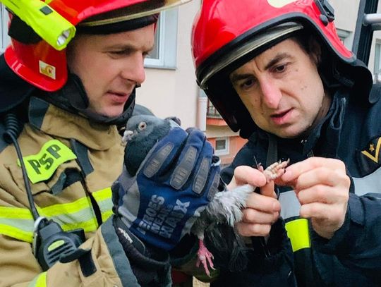 Nietypowa interwencja straży pożarnej. Gołąb zaplatał się w żyłkę