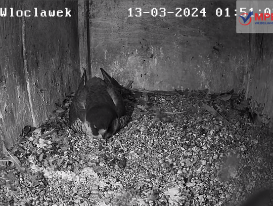 Nowe Pokolenie Sokołów Wędrownych we Włocławku, jest 7 jaj!