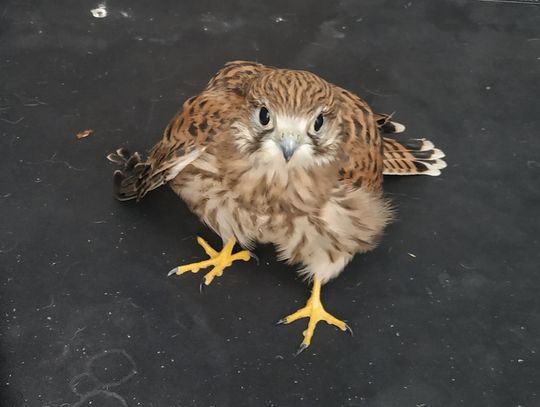 Nowy mieszkaniec Schroniska dla Zwierząt. Strażnicy Miejscy odłowili ranną pustułkę 