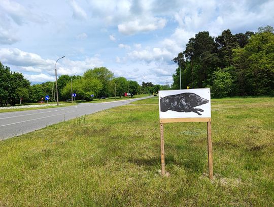 Nowe znaki na os. Kazimierza Wielkiego? Wskazują drogę na strzelnicę