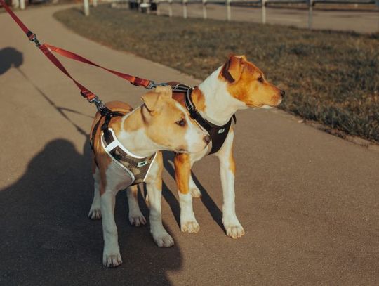 Od 10 kwietnia za spacer z psem bez smyczy zapłacimy nawet do 500 zł